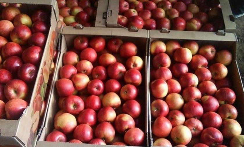 Урожай яблуні Краса Свердловська