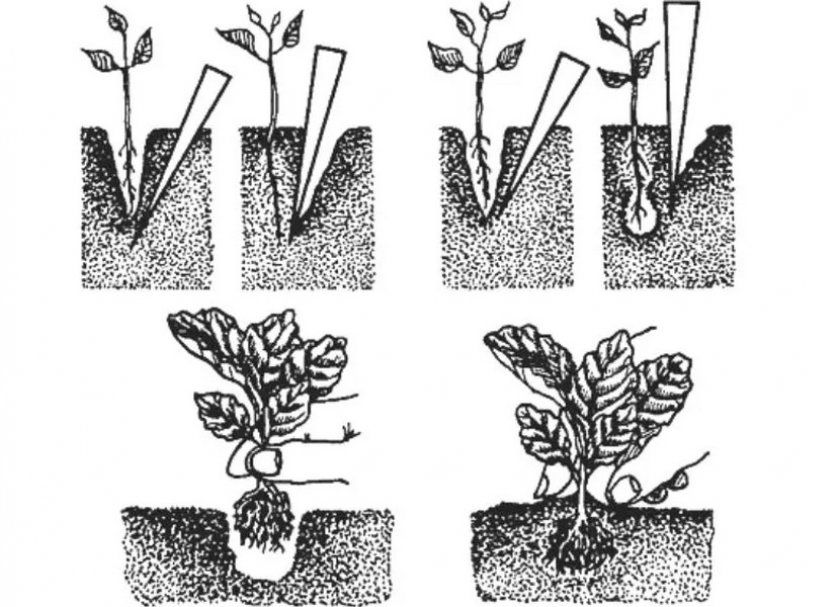 Схема посадки розсади капусти