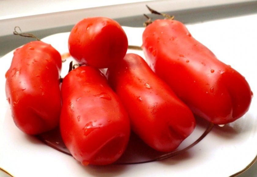 томати Аурія