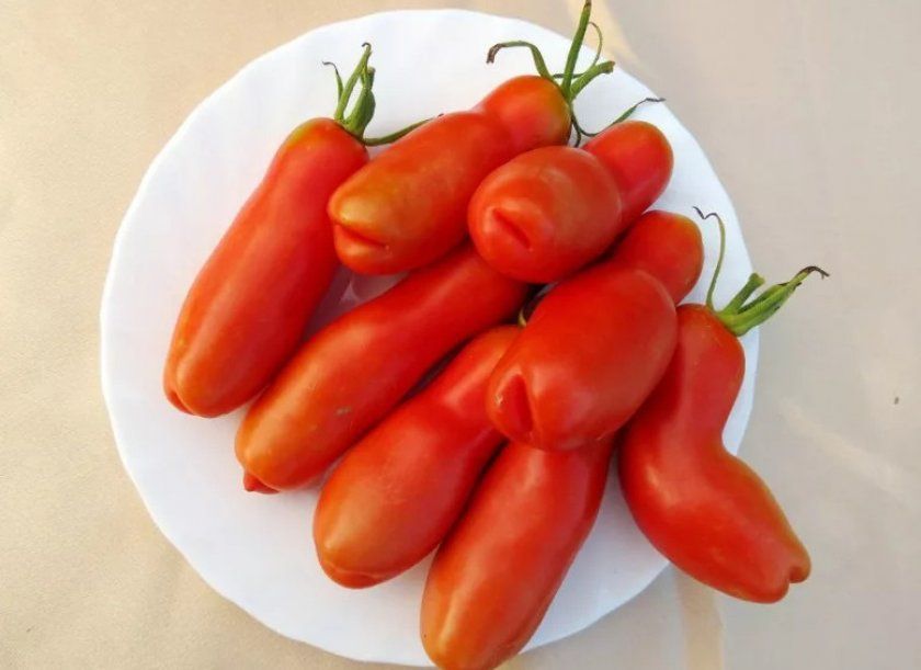томати Аурія