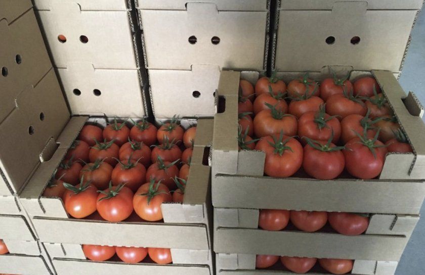 зберігання томатів