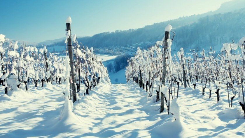 Виноград взимку