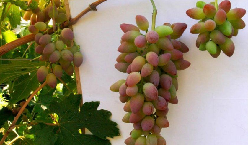 Виноград Тимур рожевий