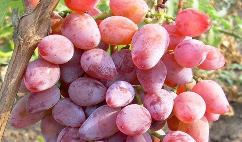 Виноград Тимур рожевий