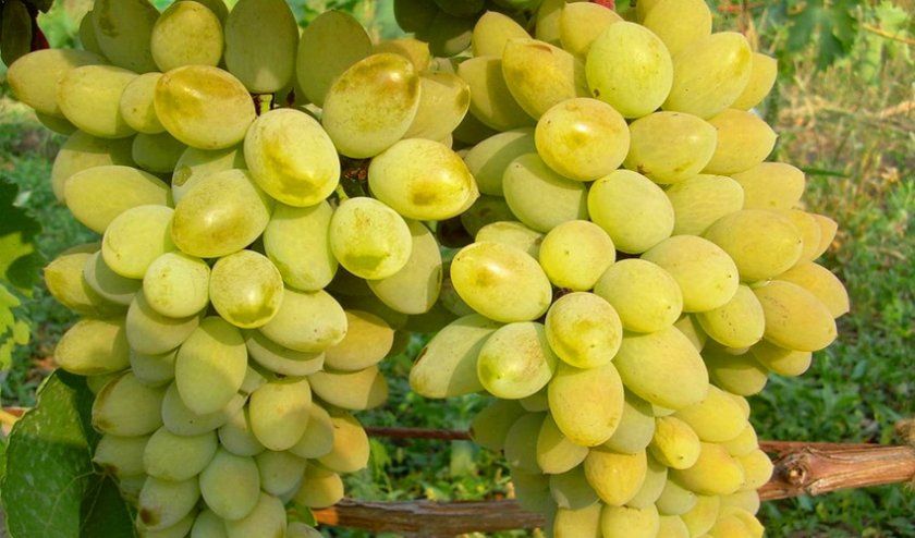 Виноград Тимур білий