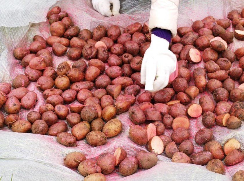 Обробка картоплі хімічним препаратом