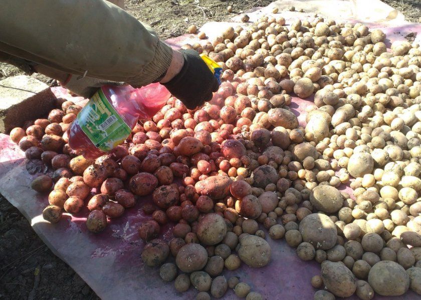 Обробка картоплі
