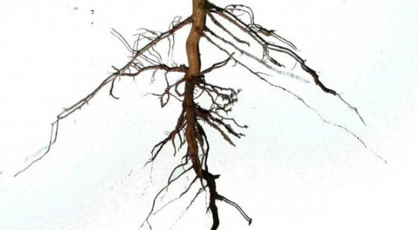 Стрижнева коренева система