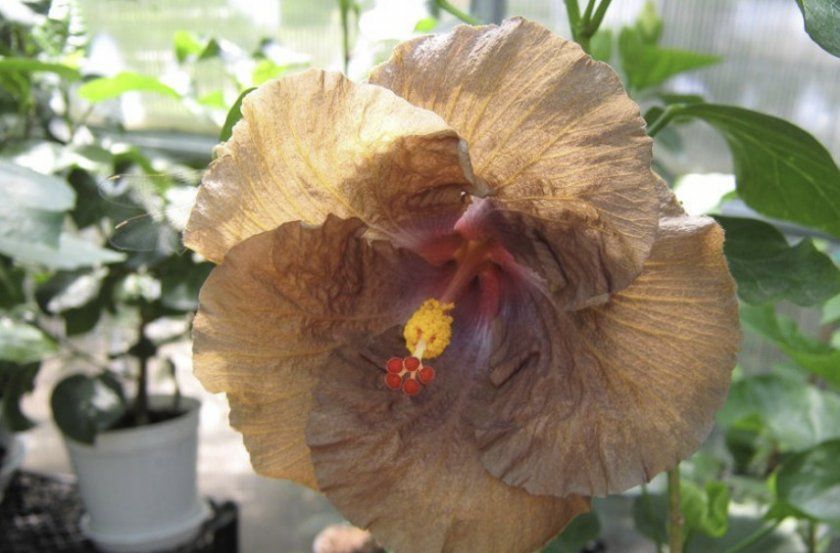 Гібіскус Wall Flower