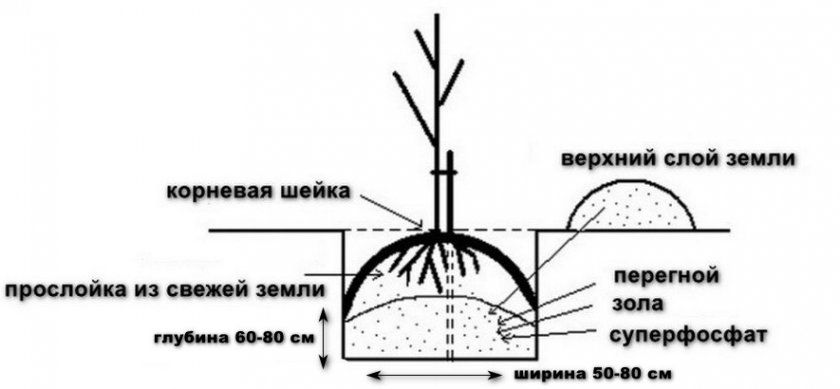 Схема посадки груші