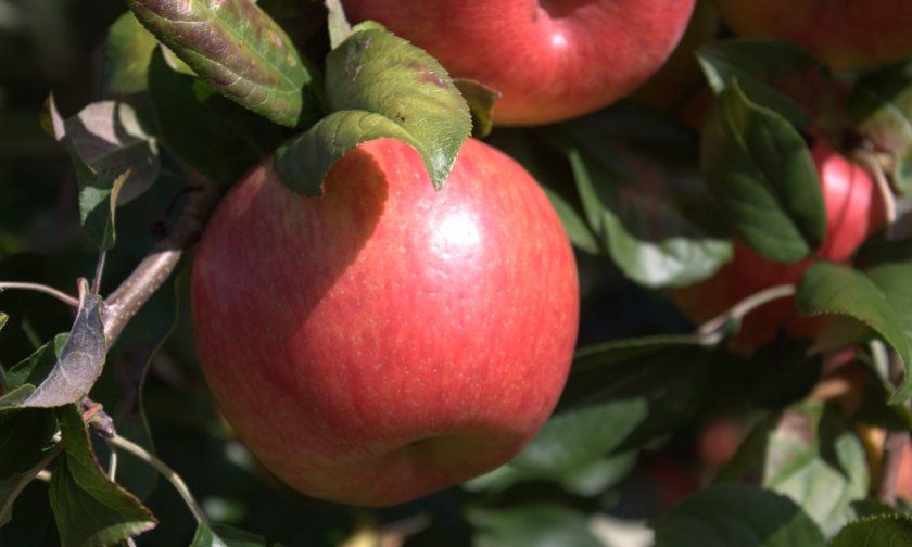 Урожай яблук Хані Крісп