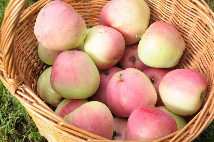 Урожай яблук Кандиль орловський