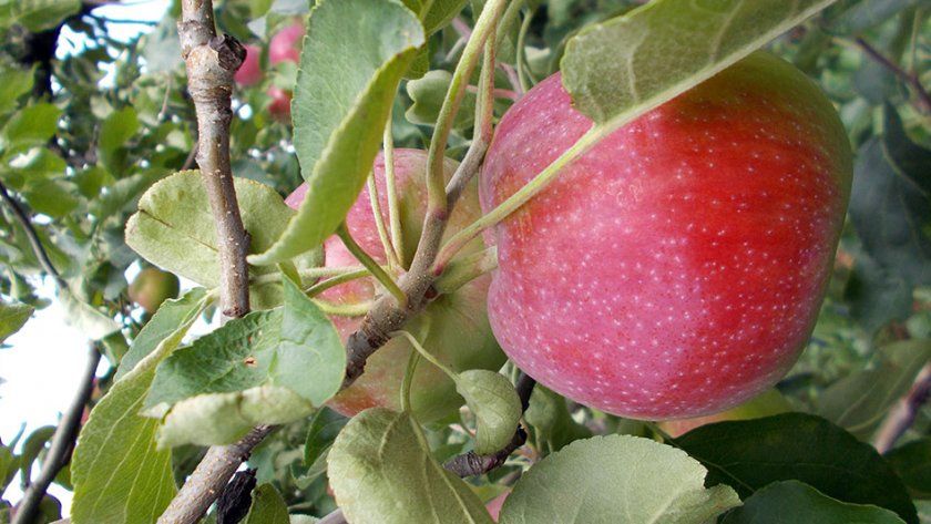 яблуня Пірос