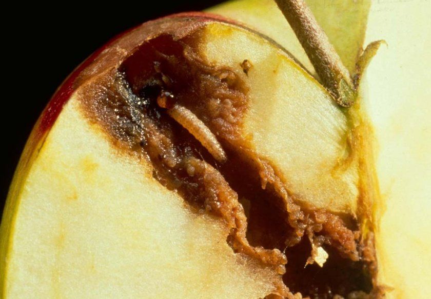 Яблунева плодожерка в плодах яблуні