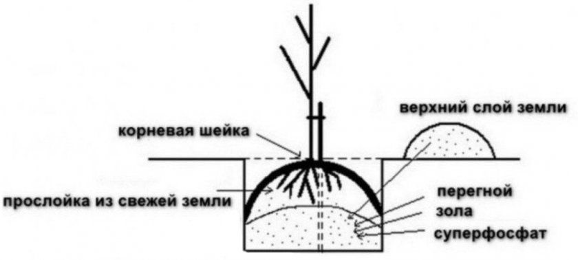 Схема посадкової ями для саджанця