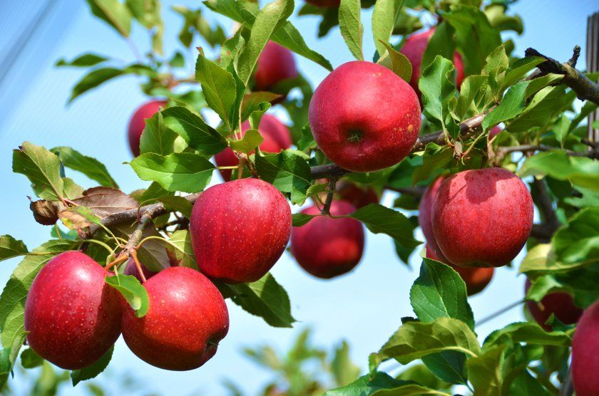 Урожай яблуні сорту Моді