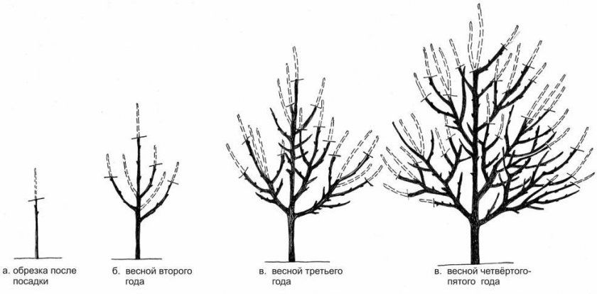 Схема формування разреженно-ярусної крони яблуні
