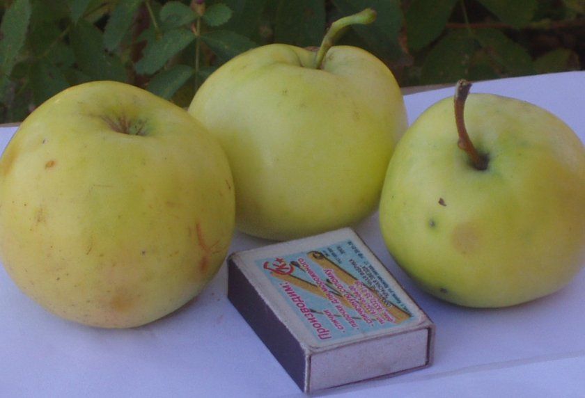 Плоди яблуні сорту Свердловчанін