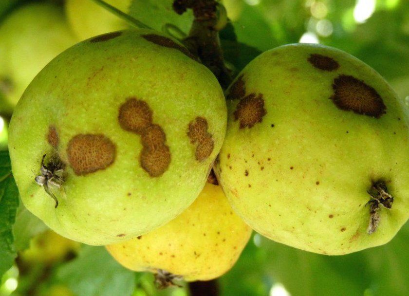 Парша на плодах яблуні