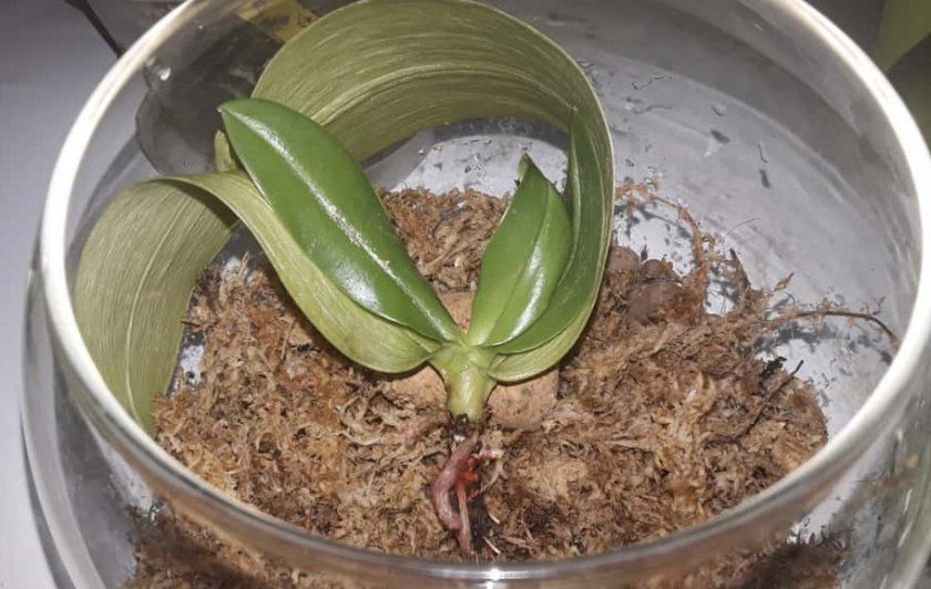 Втрата коренів орхідей