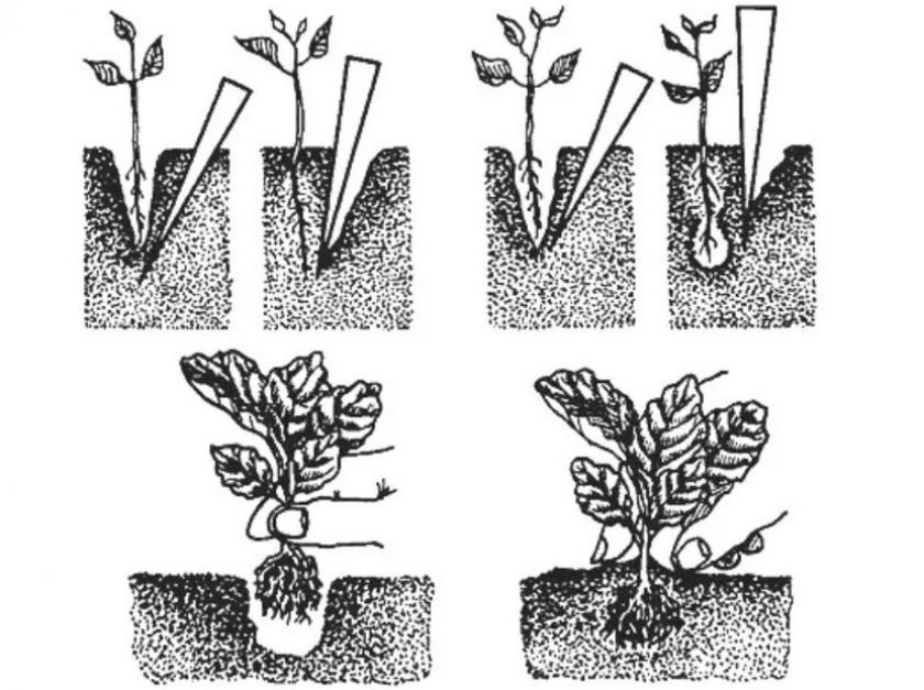 Схема посадки капусти розсадним методом