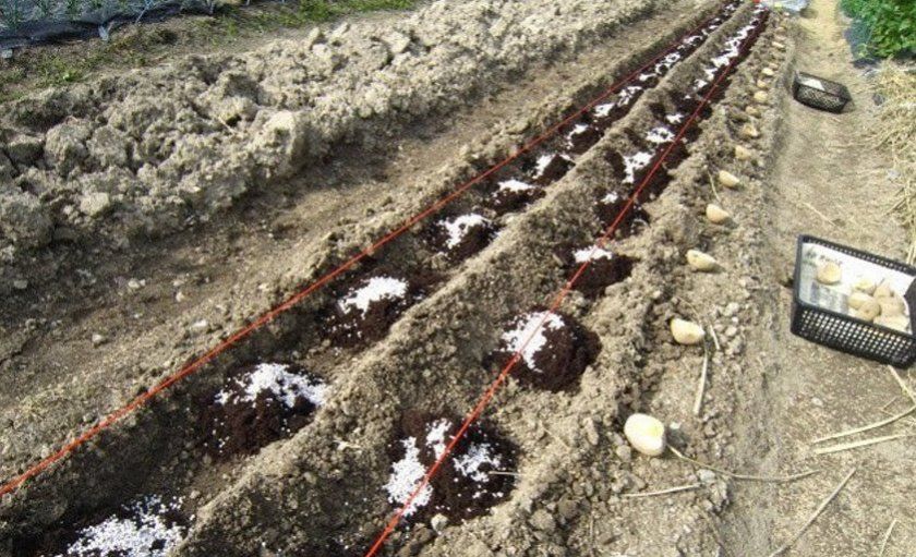 Технологія посадки картоплі