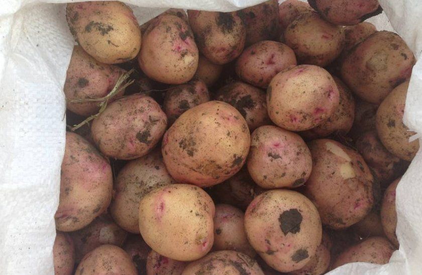 Збір і зберігання картоплі