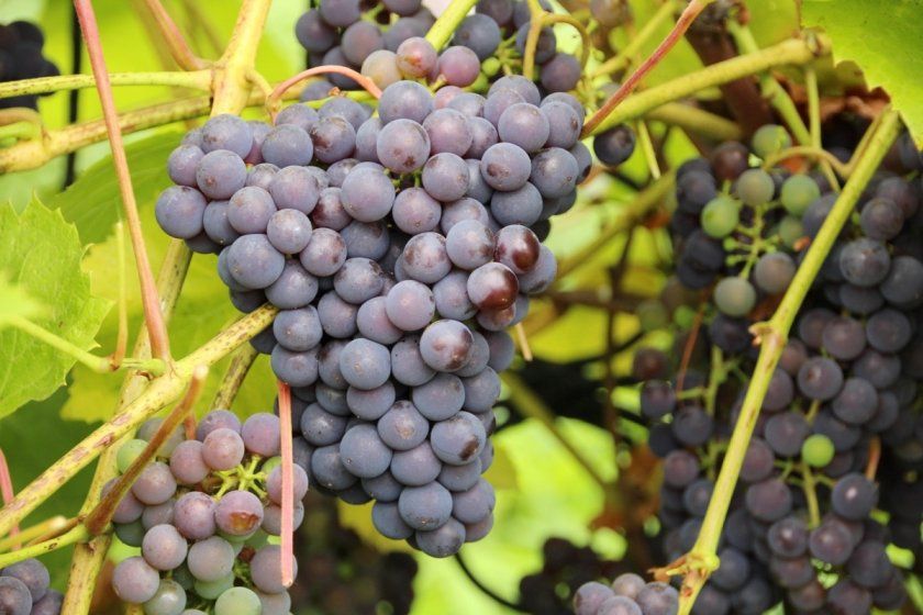 Терміни дозрівання винограду