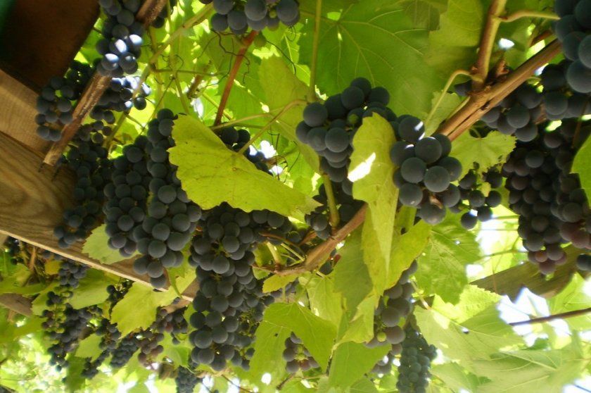 Як визначити зрілість винограду Ізабелла