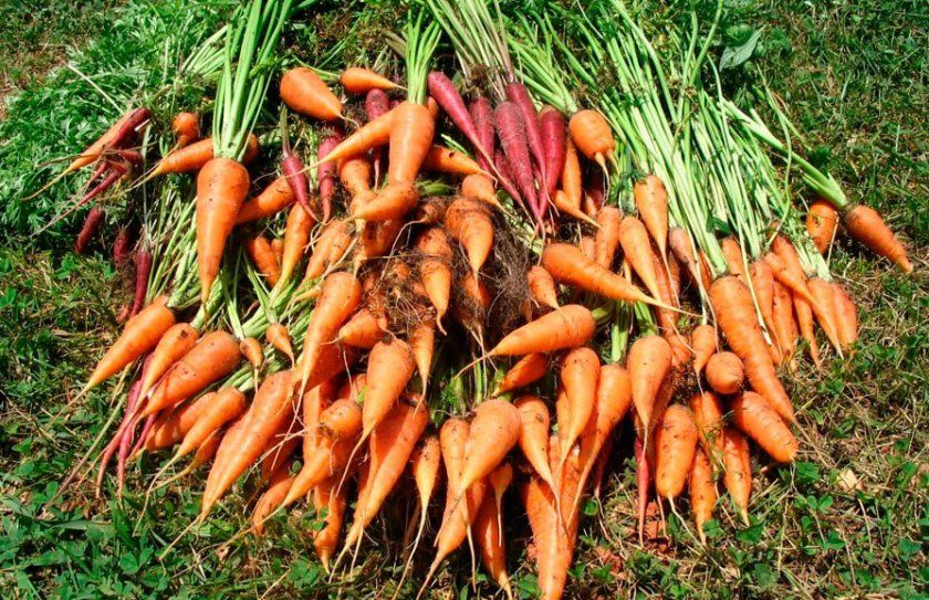 Збирання врожаю моркви