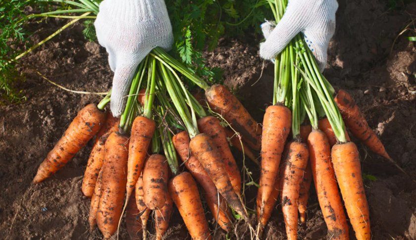Збір врожаю моркви
