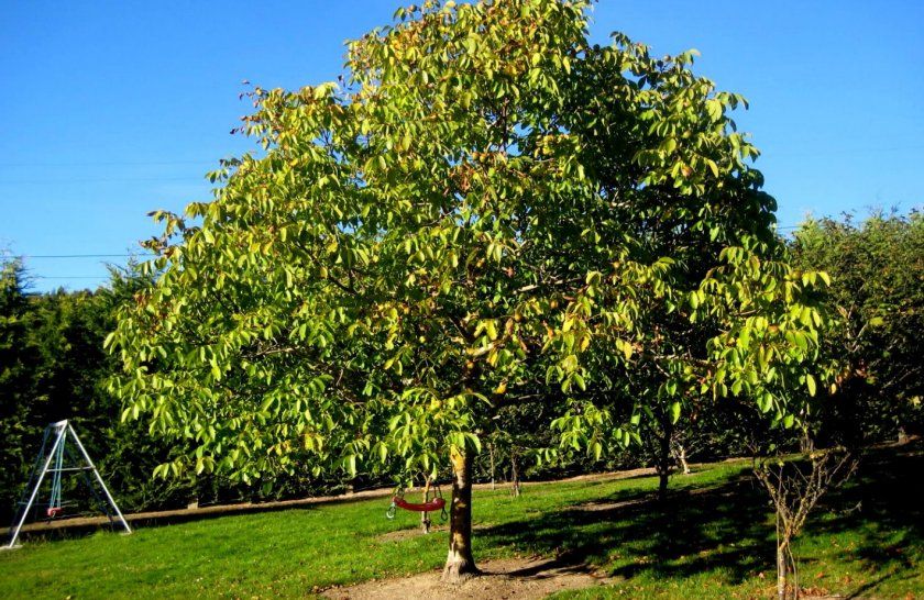 Дерево волоського горіха