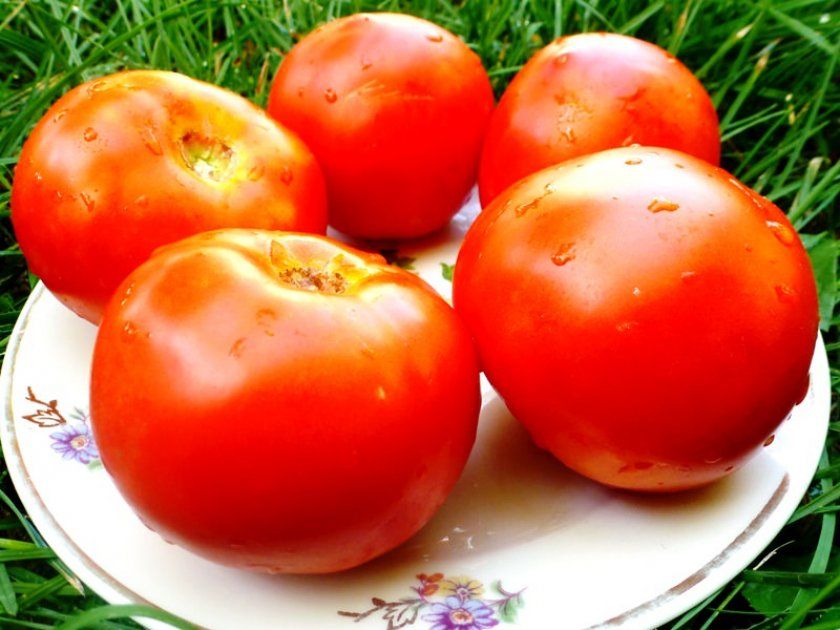 Как узнать сорт помидор по фото