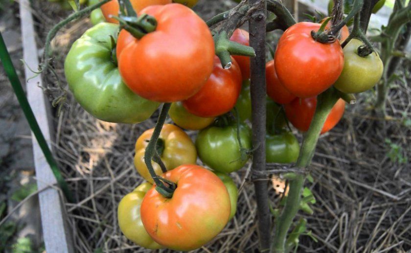 Особливості вирощування томатів