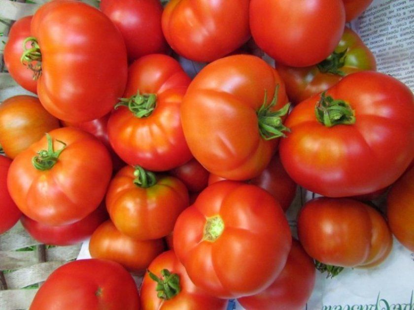 помідори Пролісок