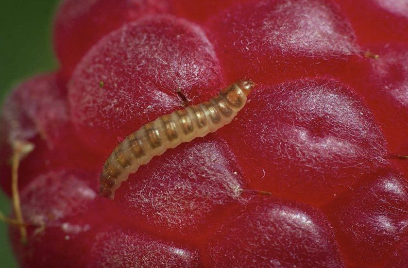 Личинка малинового жука