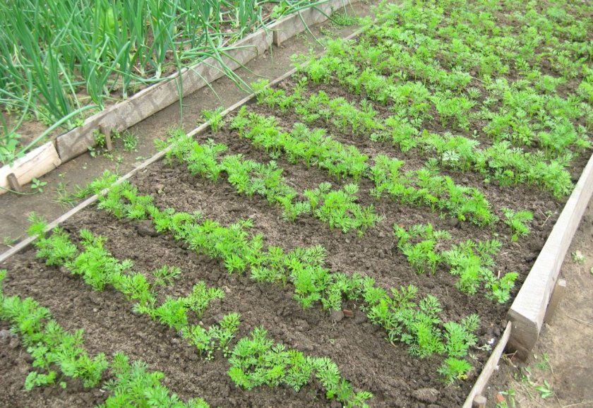 Схема посадки моркви Абако