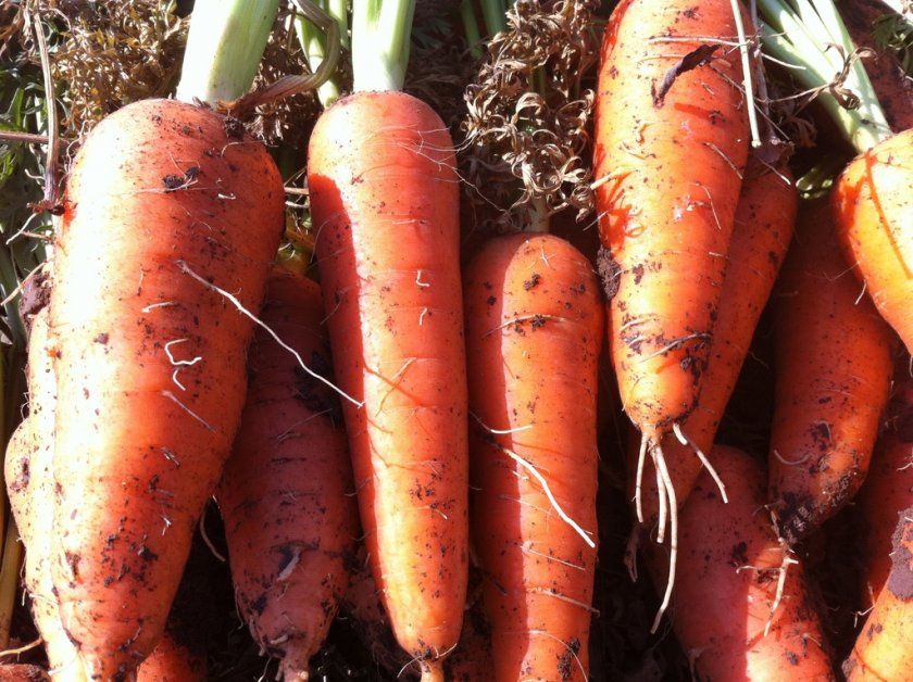 Збір і зберігання врожаю моркви Абако