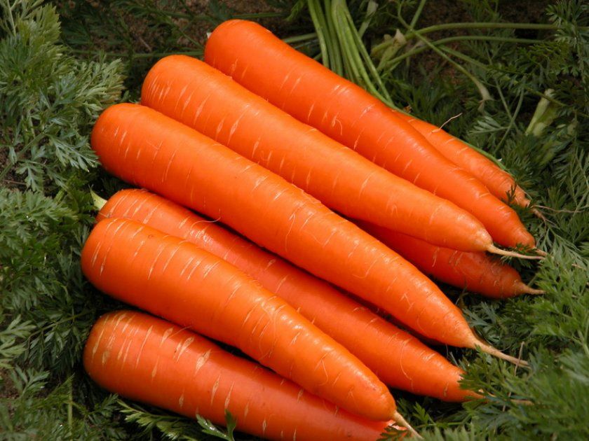 Урожай моркви Королева осені