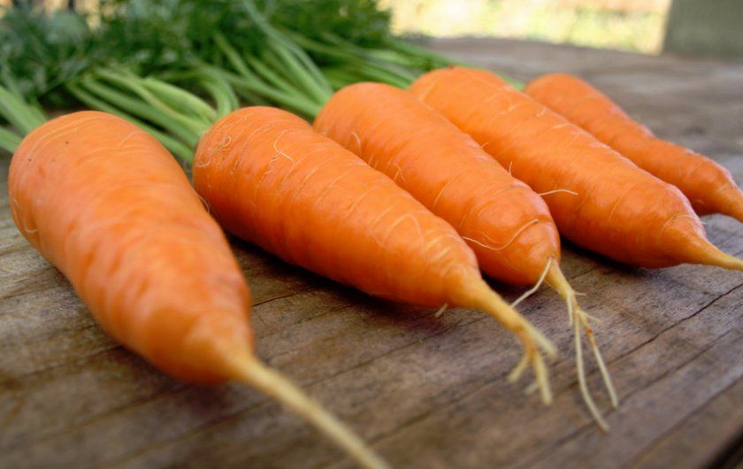 морква Ромоса
