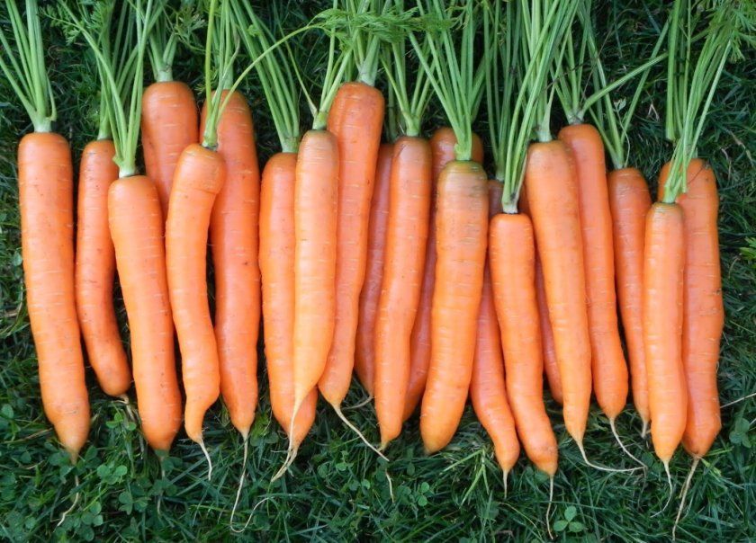 Морква сорти Вітамінна