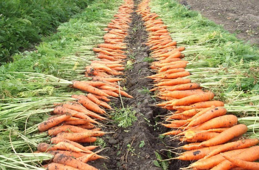 Збір і просушування моркви