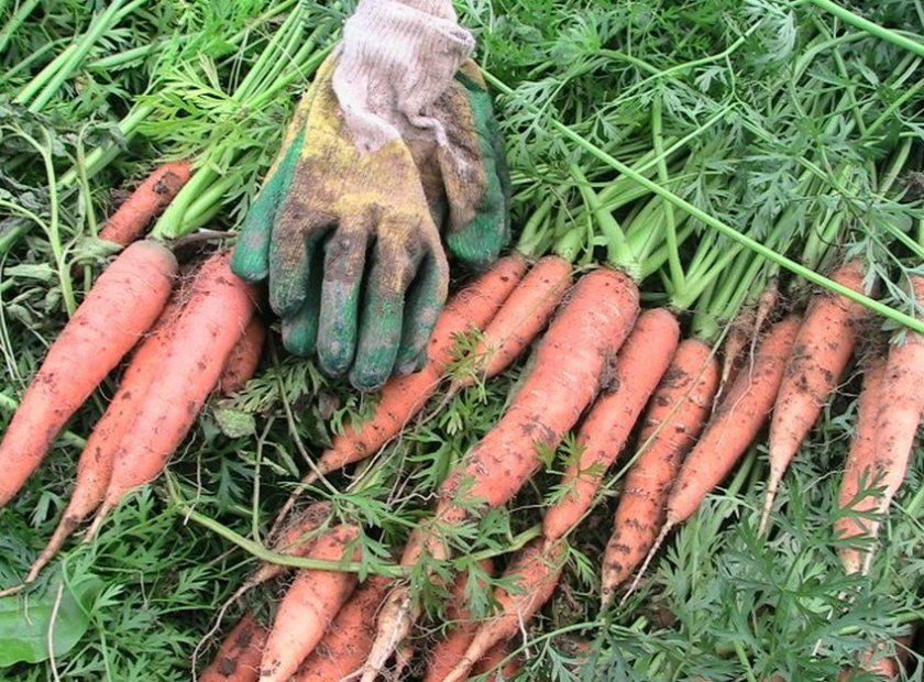 Сорт моркви Вітамінна