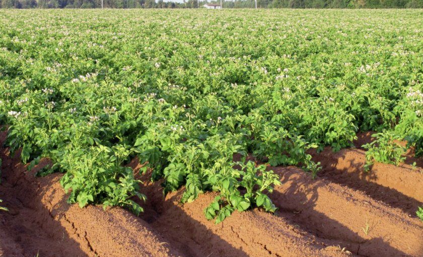 Вирощування пізніх сортів картоплі