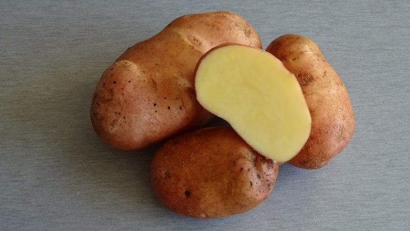 Картопля Астерікс