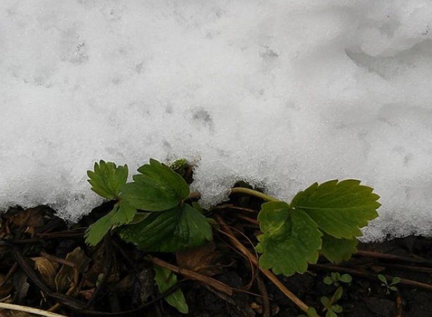 Шар снігу на кущі полуниці