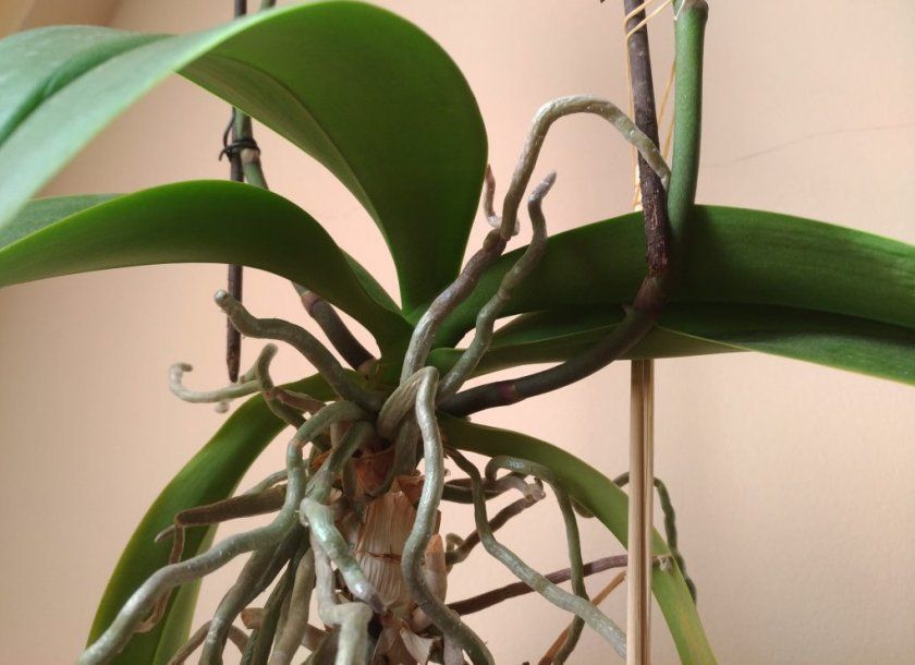 Повітряне коріння у орхідеї