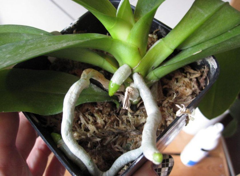 Повітряне коріння орхідеї