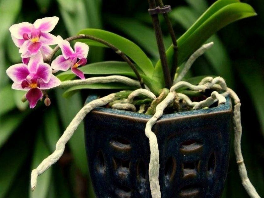 Повітряне коріння у орхідеї