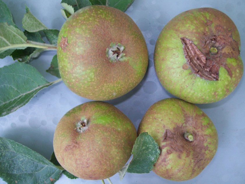 Зірчасті розтріскування плодів яблуні